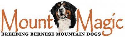 Mount Magic Bernese Mountain Dogs